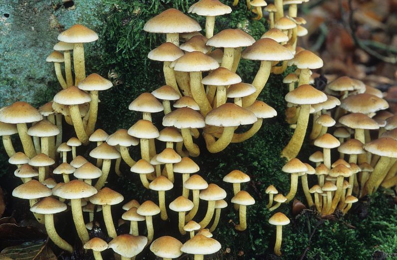Mushrooms, sulphur heads by Paul van Gaalen, natuurfotograaf