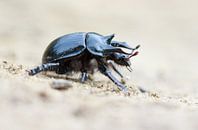 Three-horned dung beetle - Stierkäfer - Typhaeus typhoeus by Rick Willemsen thumbnail
