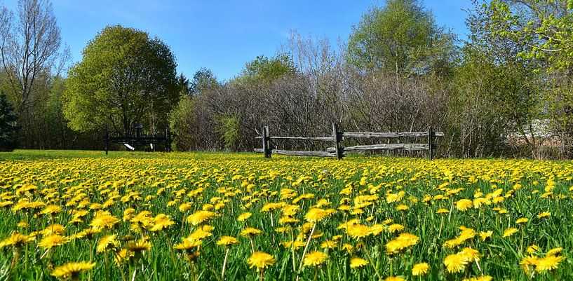 The Pioneers' garden in spring by Claude Laprise