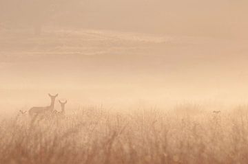 Untitled by Gheorghita Nemtanu