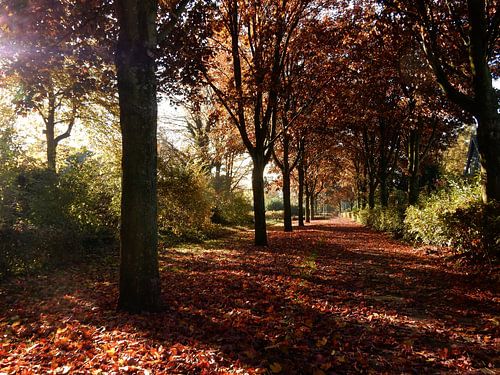 bospad in de herfst met gevallen bladeren