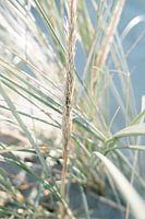 Duingras in felle winterzon closeup