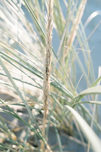 Dune grass in bright winter sun closeup