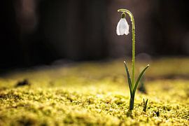 Sneeuwklokje met dauwdruppels op Texel / Snowdrop with dew drops on Texel von Justin Sinner Photography (Fotograf auf Texel)