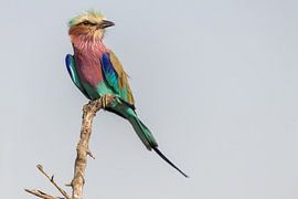 Lilac breasted roller by Marijke Arends-Meiring