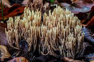 Der reine Korallenpilz - Ramaria stricta von Rob Smit Miniaturansicht