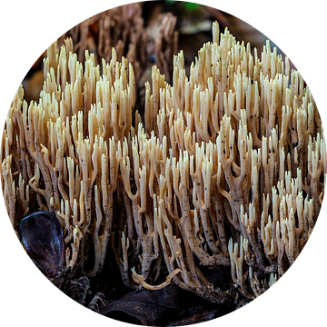 De rechte Koraalzwam - Ramaria stricta