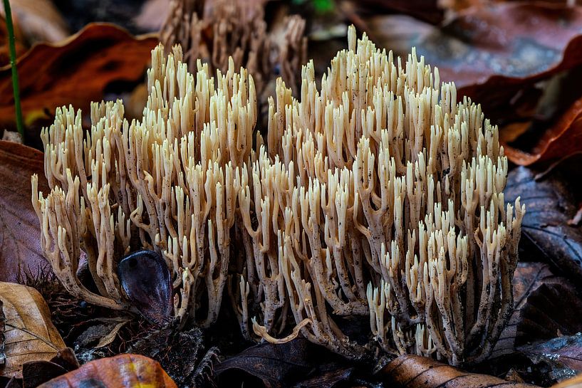 Der reine Korallenpilz - Ramaria stricta von Rob Smit