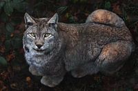 Close-up of a lynx looking into the camera