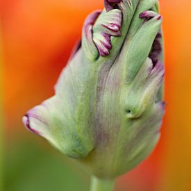 paarse tulp in de knop op oranje achtergrond van Sandra Keereweer