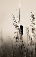 early bird