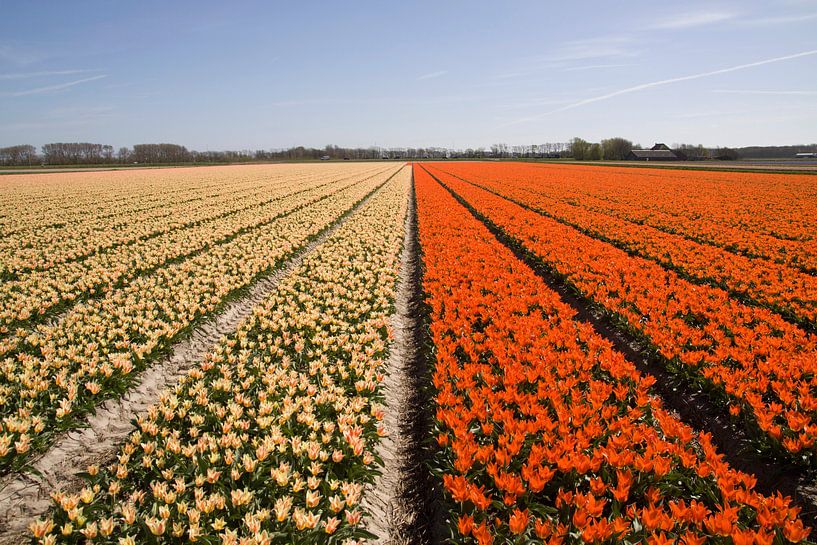 Prachtige hollandse tulpen in het voorjaar by Maurice de vries