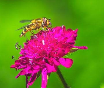 Macro van een zweefvlieg op een roze bloem van ManfredFotos