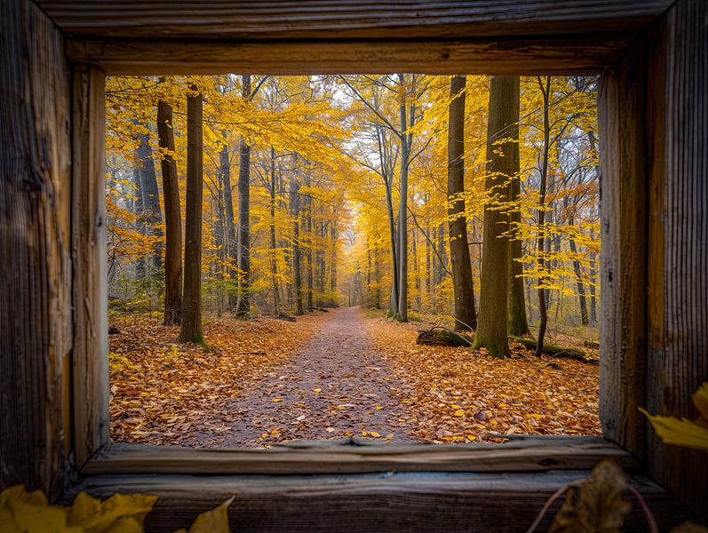 Waldweg-Ansicht von Egon Zitter