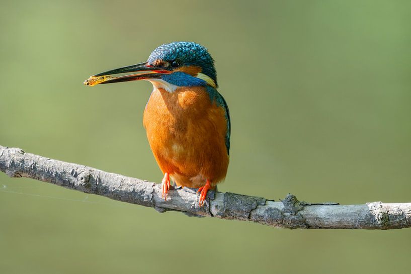 Eisvogel mit Fisch von Peter Bartelings
