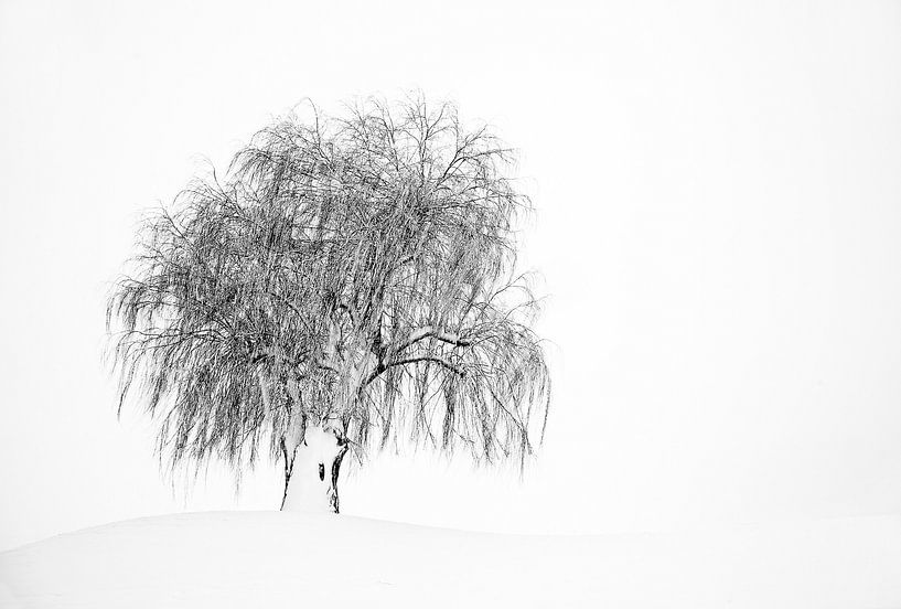 White world by Arjan van Die