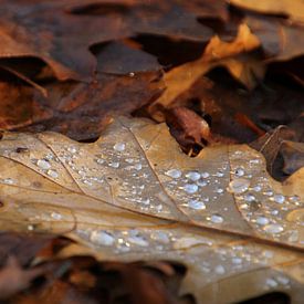 Herfstsfeer van Esther Leijten-Kupers