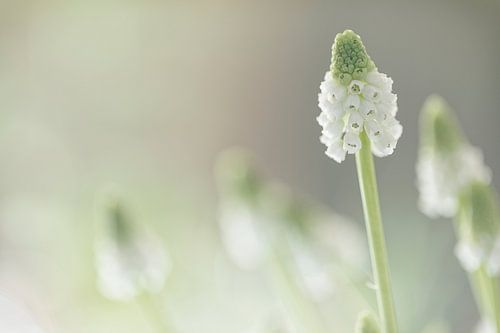 Wit druifje "White Magic" (Muscari)