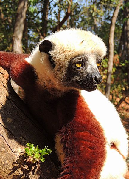 Lemur aus Madagaskar van Katharina Wieland Müller