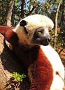 Lemur aus Madagaskar van Katharina Wieland Müller thumbnail