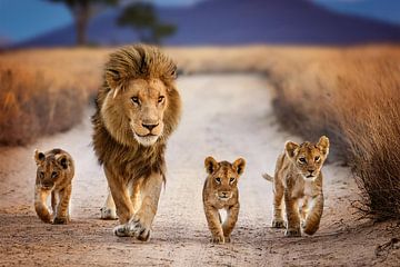 Ein männlicher Löwe mit drei kleinen Kindern