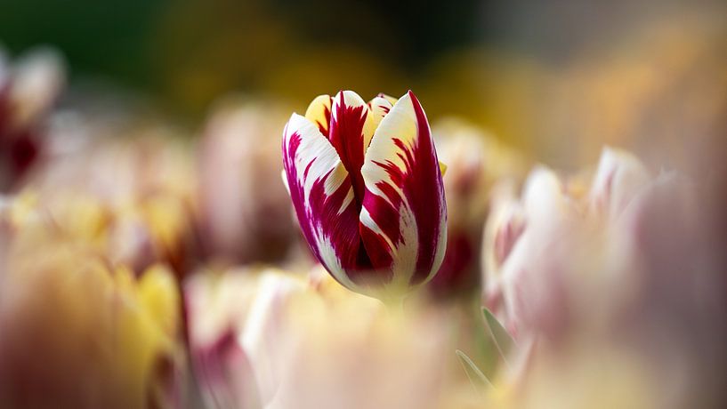 Colourful character by Bart Mozer