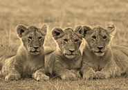 Tree Lion Cubs van Roland Smeets thumbnail