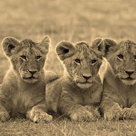 Tree Lion Cubs van Roland Smeets