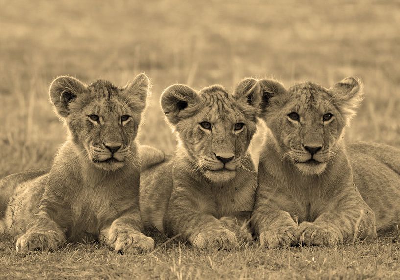 Tree Lion Cubs van Roland Smeets