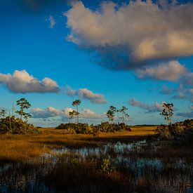 Everglades van Wim Alblas
