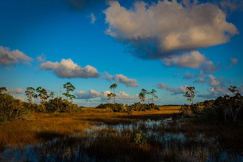 Everglades van Wim Alblas