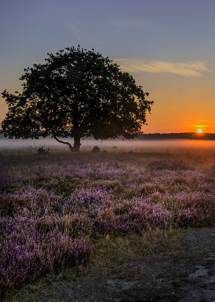 Bloeiende Bussummerheide bij zonsopkomst van Peter Bartelings
