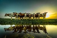Curious cows mirrored in the water evening sun