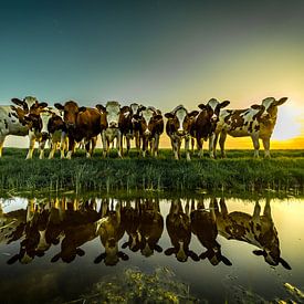 Des vaches curieuses qui se reflètent dans l'eau du soleil du soir sur piet douma