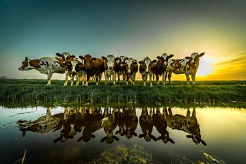Nieuwsgierige koeien gespiegeld in het water
