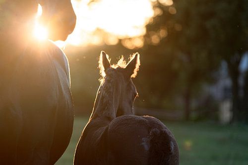 Fries veulen sur Sabine Timman