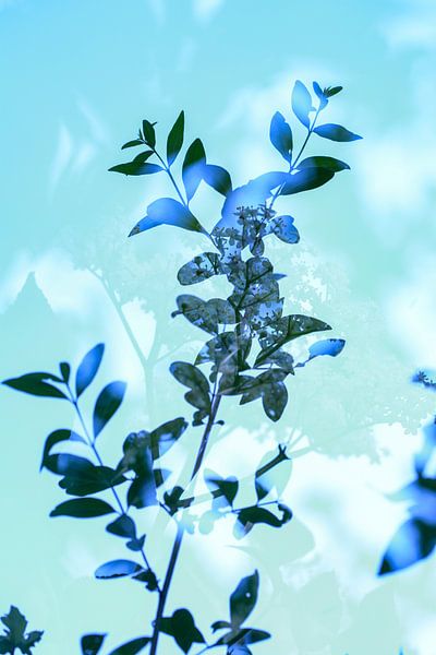 Fleurs de branches bleues | Photographie de nature par Nanda Bussers