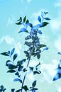 Fleurs de branches bleues | Photographie de nature par Nanda Bussers Aperçu