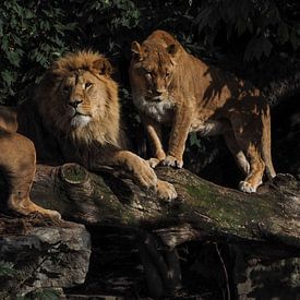 Lion Panthera leo by Loek Lobel