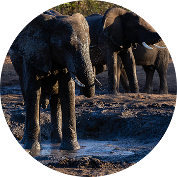 Olifanten bij waterpoel van Arthur van Iterson