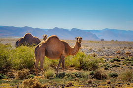 Am Rande der Sahara von Bram de Jong