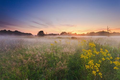 De witte wieven bij zonsopkomst in het gebied van de Drentsche Aa