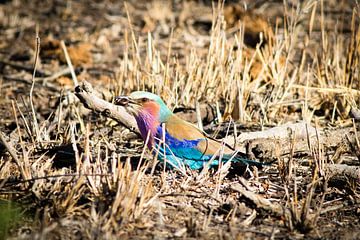 Kleurrijke vogel in Zuid-Afrika van Marcel Alsemgeest