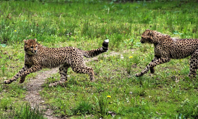 Two cheetah youngs by michael meijer