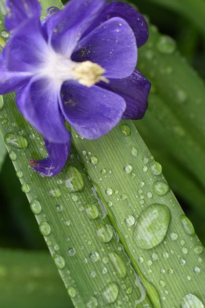 An acelei flower in the garden by Claude Laprise