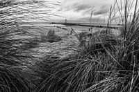 Dünengras am Strand schwarz weiß