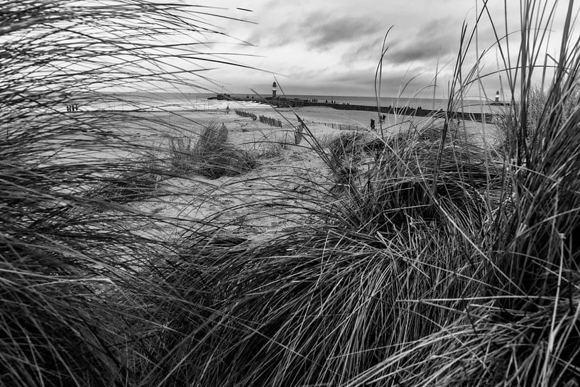 Dünengras am Strand schwarz weiß von Bild.Konserve
