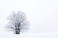 Boom in sneeuw van Sam Mannaerts thumbnail