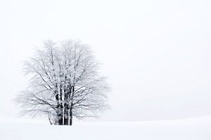 Baum im Schnee