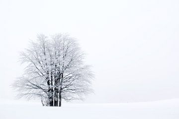 Un arbre dans la neige